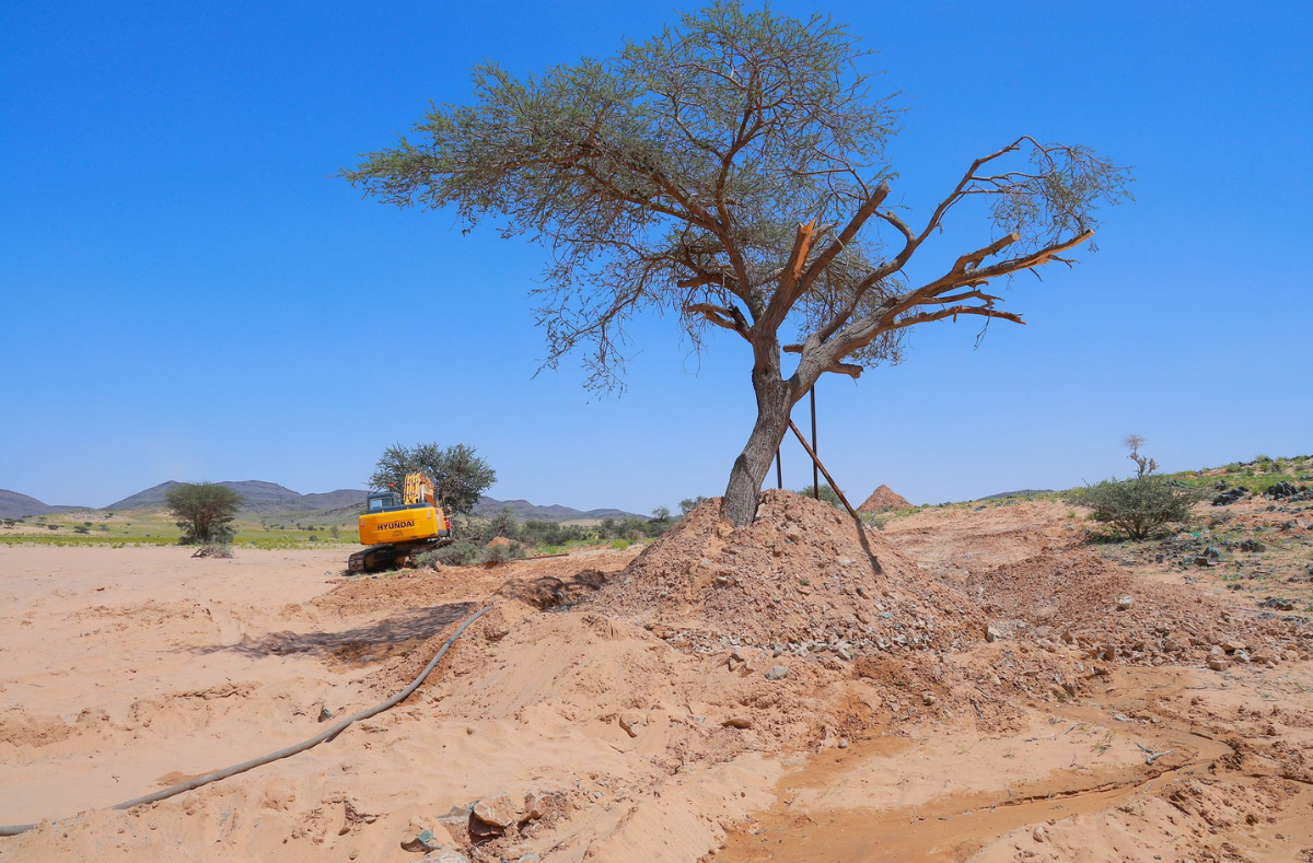 اصلاح الاشجار المتكسرة من الرياح